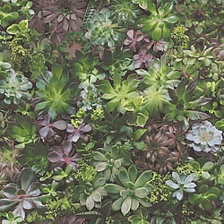 Galerie Wallcoverings Product Code 7322 - Evergreen Wallpaper Collection - Multicolor Colours - Succulents Design